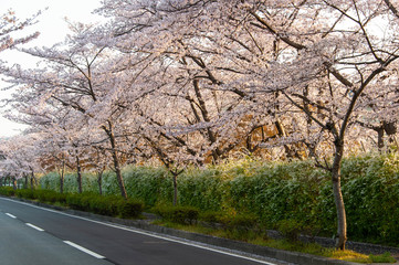 Obraz premium 早朝の天理の道路沿いに咲く桜