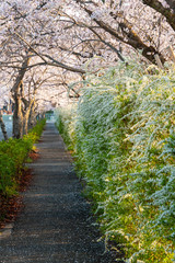 早朝の天理の道路沿いに咲く桜と白い花
