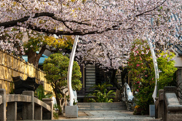クジラの骨で作られた橋と桜