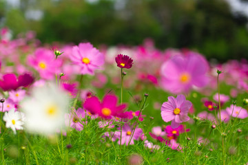Beautiful pink cosmos flowers in a garden with blurred background under the sunlight, Thailand. horizontal shot.
