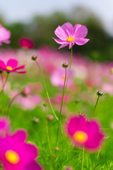 Fototapeta premium Beautiful pink cosmos flowers in a garden with blurred background under the sunlight, Thailand. Horizontal shot.