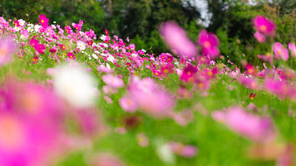 Obraz premium Beautiful pink cosmos flowers in a garden with blurred background under the sunlight, Thailand. Horizontal shot.