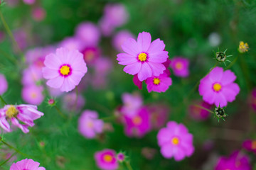 Fototapeta premium Beautiful pink cosmos flowers in a garden with blurred background, Thailand. horizontal shot.