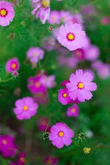 Beautiful pink cosmos flowers in a garden with blurred background, Thailand. Vertical shot.