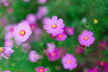 Fototapeta premium Beautiful pink cosmos flowers in a garden with blurred background, Thailand. horizontal shot.