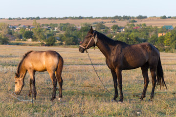 A mare with a foal in the pasture. An animal that grazes. Horses eat grass at dawn.