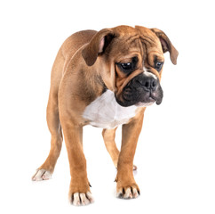 Continental bulldog in studio