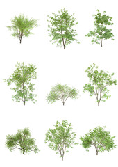 Japanese maple tree spring season on a white background with clipping path.Realistic 3D rendering....