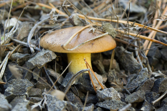 Oily mushroom close up.