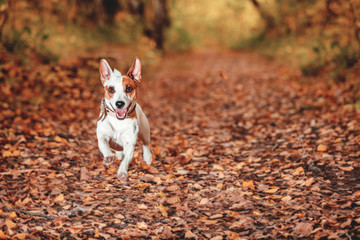 Naklejka na ściany i meble Dog running at autumn