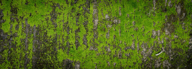 Moss green texture. Moss background. Green moss on grunge texture, background. Long web banner