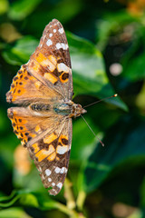 Painted Lady Butterfly in the United Kingdom in portrait mode