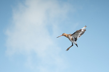 Black Tailed Godwit against a cloudy blue sky with copyspace