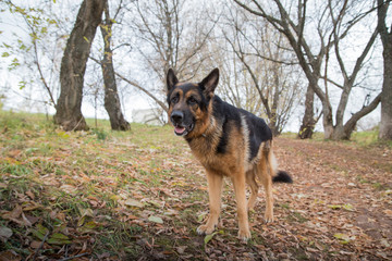 Naklejka na ściany i meble Dog German Shepherd outdoors in an autumn