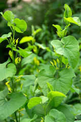 Osterluzei, Aristolochia clematitis