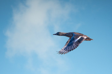 Mallard duck male gliding through the blue sky