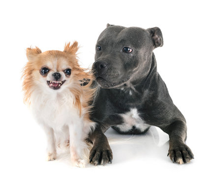 Chihuahua bull terrier shop