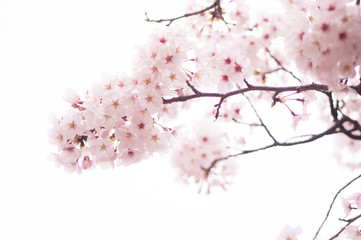 Cherry Blossom 桜
