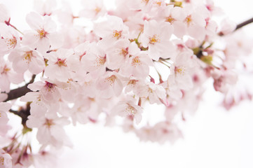 Fototapeta premium Cherry Blossom 桜