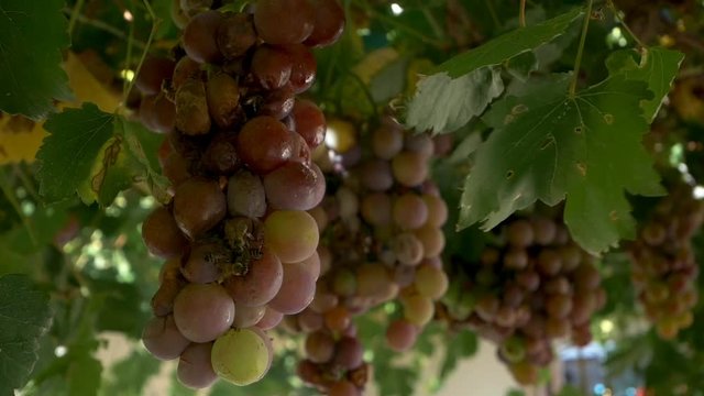 Wasps eating mature grapes on vines