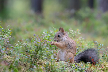 Naklejka na ściany i meble Eurasian red squirrel (Sciurus vulgaris) eating a nut. Finland Scandinavia.