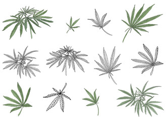 Decorative set of green branch of big hemp and leaves