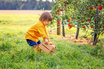 Little toddler boy holding wooden box with red apples in apple garden. Harvesting fruit. Autumn season lifestyle.