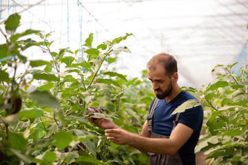 The worker studies the eggplant plants before harvesting
