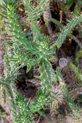 Saguaro Cactus Thorns. Closeup