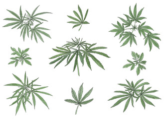 Watercolor set of green branch of big hemp and leaves