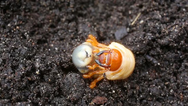 Larva of cockchafer or May bug or doodlebug (Melolontha vulgaris) on the background of black ground