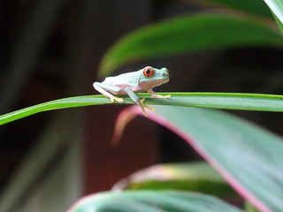 frog on leaf