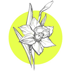 Isolated Daffodil illustration element on yellow round form background. Narcissus flower. Floral botanical flower. Hand Drawn Floral Elements for Design, Can be used as textile print, postcard, cover.