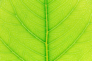 Natural green leaf pattern texture background with light behind for website template, spring beauty, environment and ecology design.