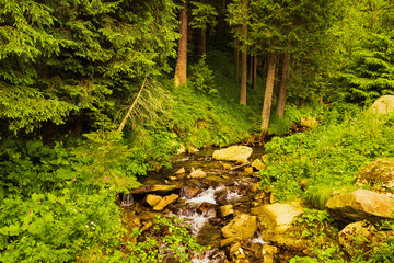The source of the Prut River in the Carpathian Mountains. Tourist route to Mount Hoverla. Beautiful summer landscape.