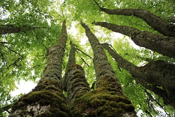 In the forest, the trees rise high and their old trunks are abundantly covered with lichen