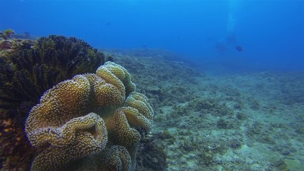 Scuba Diving People & Coral Close Up. Divers Silhouette Of Scuba Divers Underwater In Deep Blue Sea Water & Calm Sunlit Sea. Yellow Coral In Foreground & Blue Background. Peaceful Deep Sea Divers