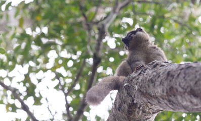 Wet common Brown Lemur (Eulemur fulvus fulvus)