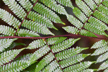 Closeup of a green fern leaf © michaklootwijk