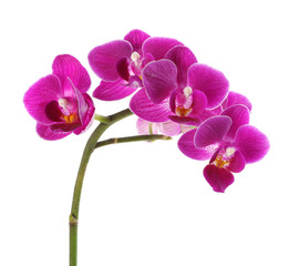 Fototapeta na wymiar Orchid branch with beautiful flowers on white background