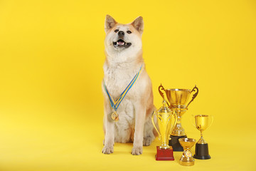 Adorable Akita Inu dog with champion trophies and medals on yellow background