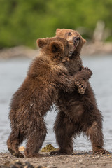 Ruling the landscape, brown bears of Kamchatka (Ursus arctos beringianus)