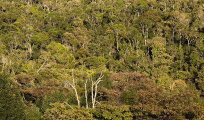 Tropical jungle in Madagascar