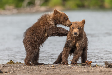 Obraz premium Ruling the landscape, brown bears of Kamchatka (Ursus arctos beringianus)