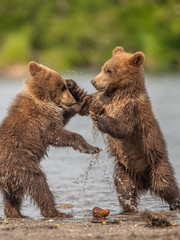 Obraz premium Ruling the landscape, brown bears of Kamchatka (Ursus arctos beringianus)