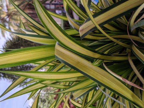 Plant portraid