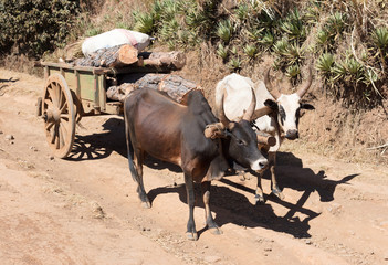 Zebu cart carrying wood over an impossible road, Madagascar