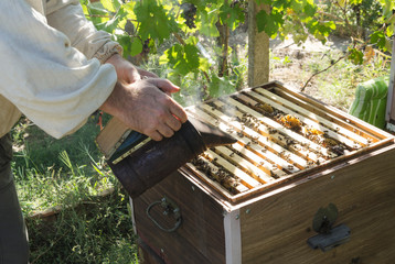 Beekeeper wearing proective clothes and using bee smoking to calm honey bees.Beekeeping in the garden
