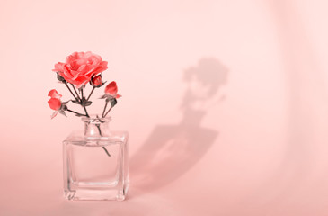 Rose flower in a glass bottle. The shadow of the flower. The concept of minimalism.