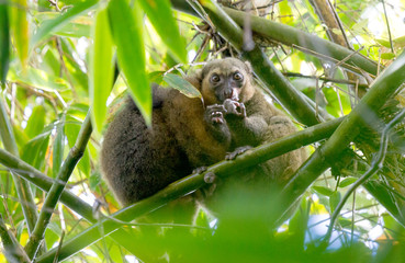 Common Brown Lemur (Eulemur fulvus fulvus), Madagascar